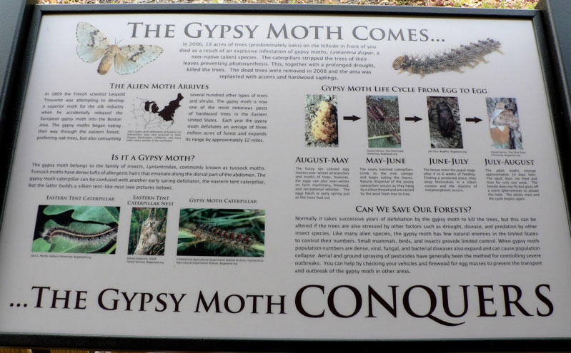 Gypsy Moth Exhibit