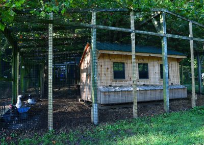 Chicken Coop