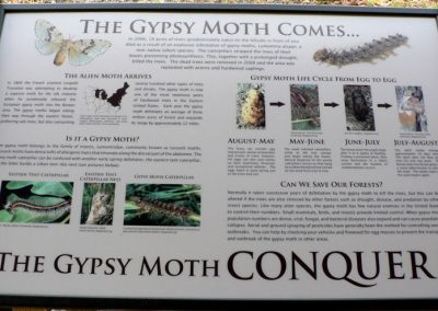 Gypsy Moth Exhibit