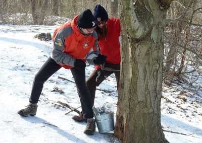 tapping maple tree
