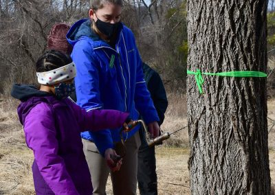 drilling into a tree for syrup