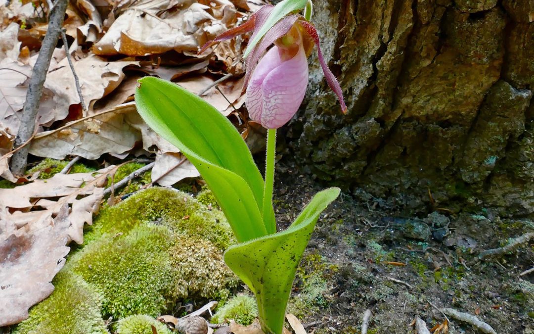 pink lady slipper