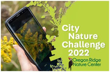 city nature challenge 2022 poster