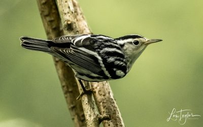 It’s All About the Birds (and the bees, trees, insects, flora and fauna, reptiles, aquatic life…)