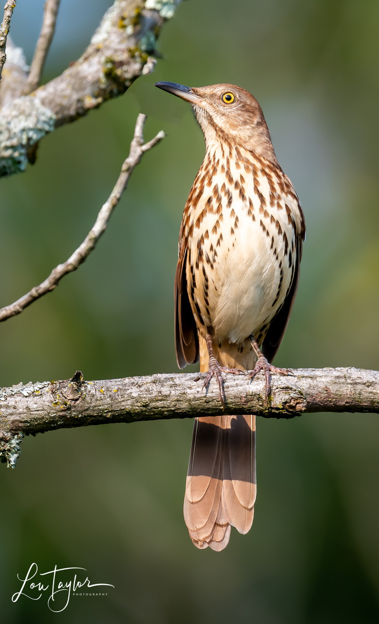 bird watching