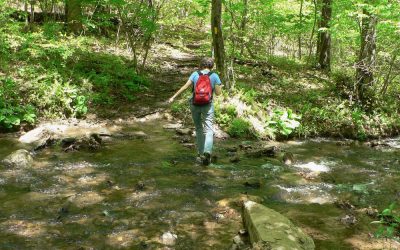 Oregon Ridge Park’s network of trails take you through forest, field and stream habitats