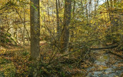 Saving 200 acres of Woods, Ridge and Trout Stream Valley for Oregon Ridge Park