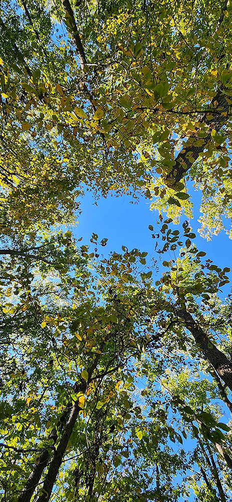 Oregon Ridge Park