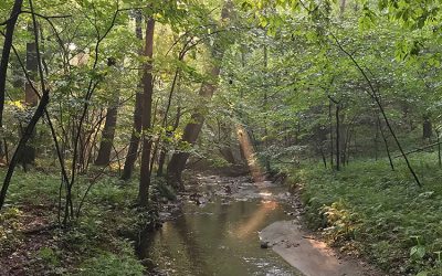 The Healing Power of the Park