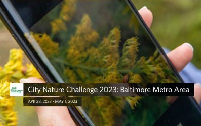 City Nature Challenge 2023