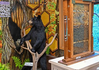 Bear Observation Hive