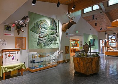 Turkey Elk