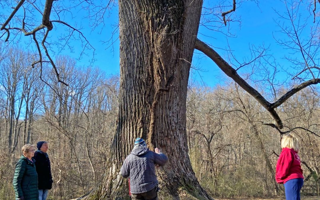 Conservation of Our Forest and Big Trees