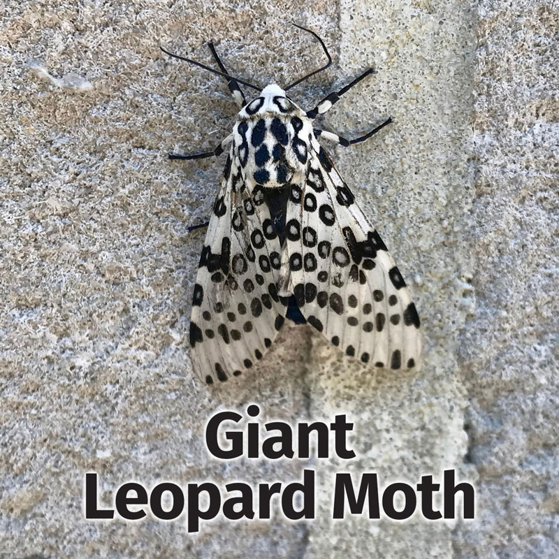 Leopard3