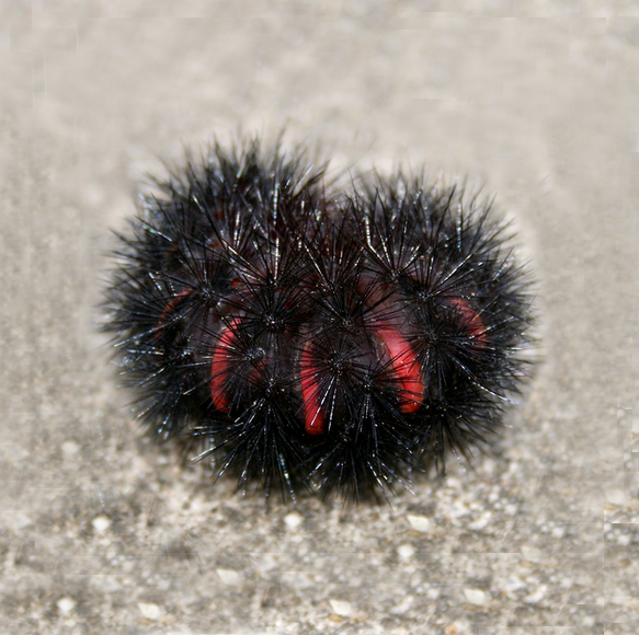 LeopardCaterpillar2