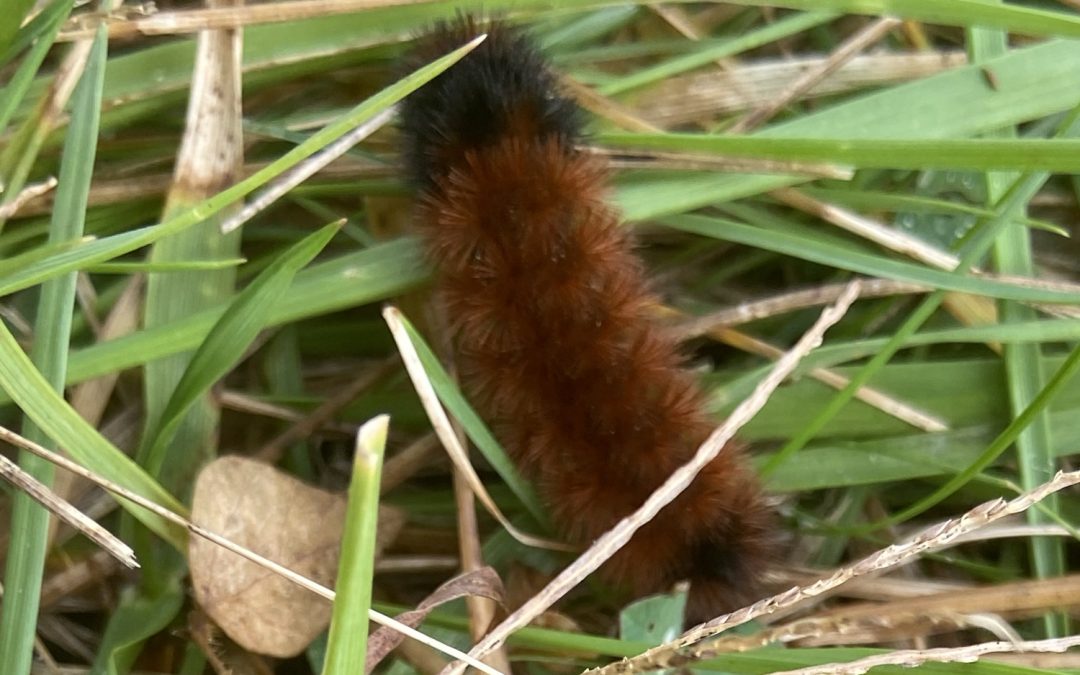 Fall Folklore featuring the fascinating Woolly Bear Caterpillar