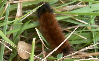 Fall Folklore featuring the fascinating Woolly Bear Caterpillar