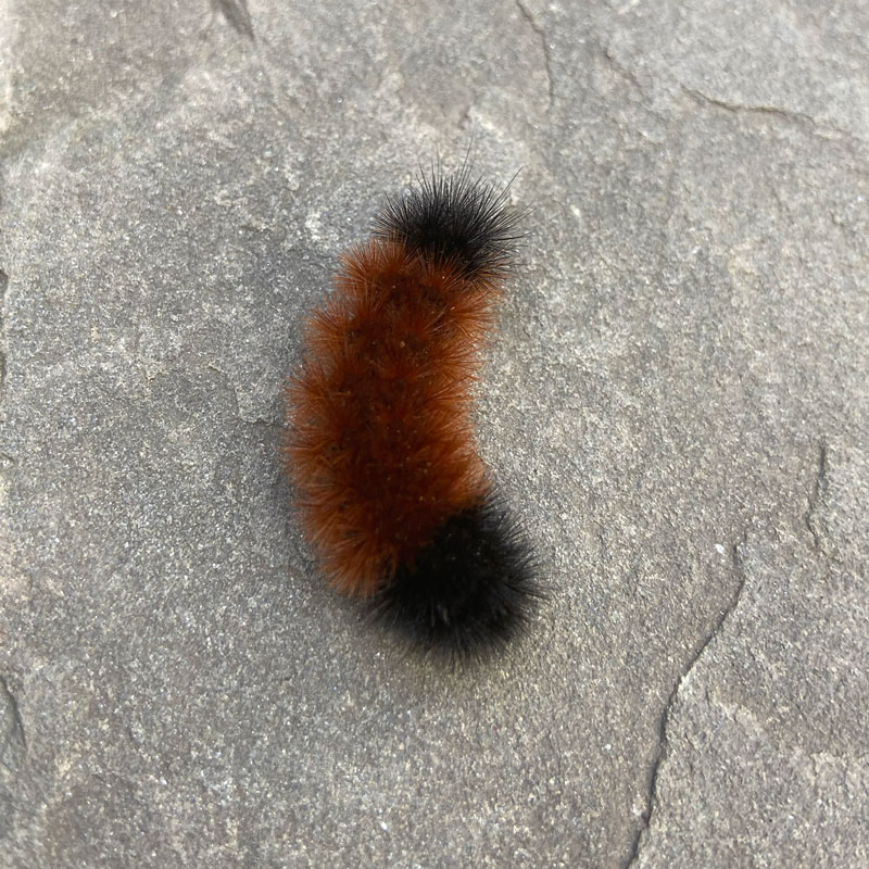 WoollyBear2