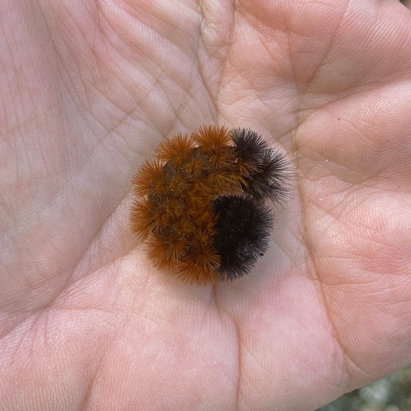 WoollyBear3