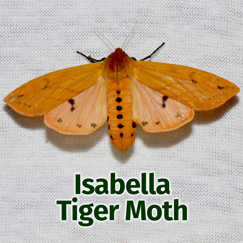 WoollyBear4